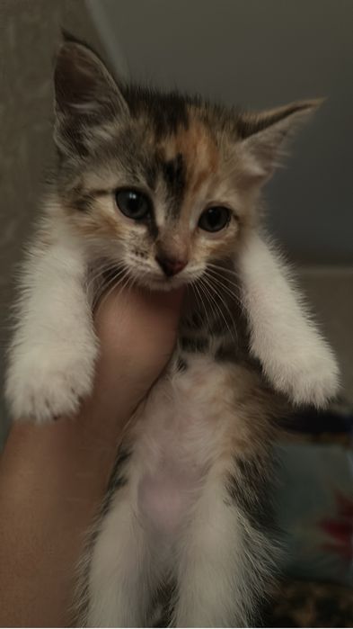 Котята девочки!!