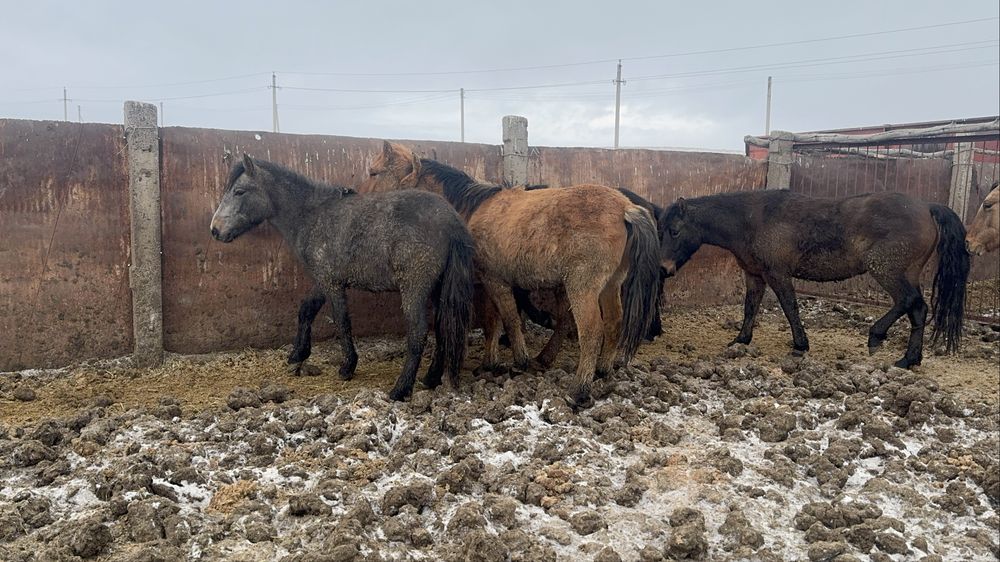 Соғымға жылқылар сатылады