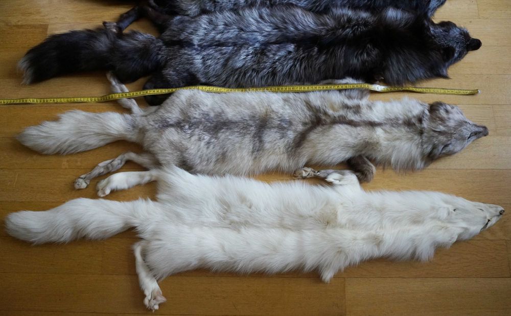 кожена яка   лисици  норки