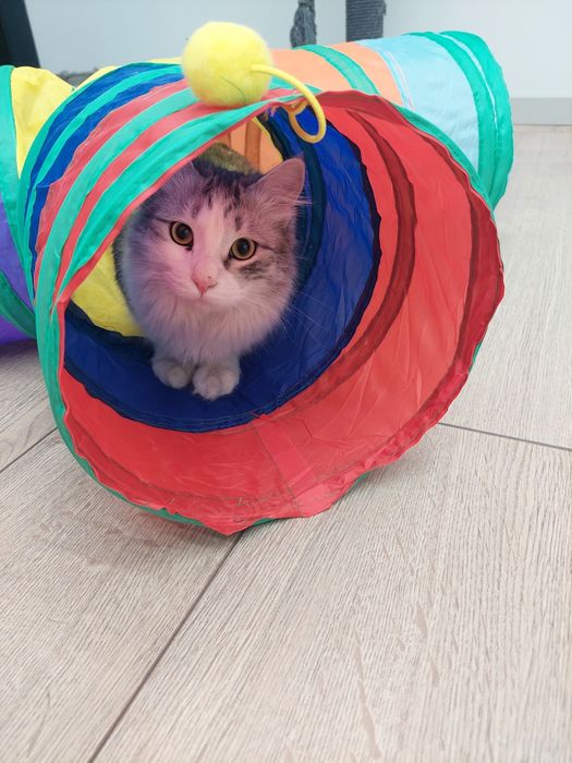 Котенок мальчик Ташкент