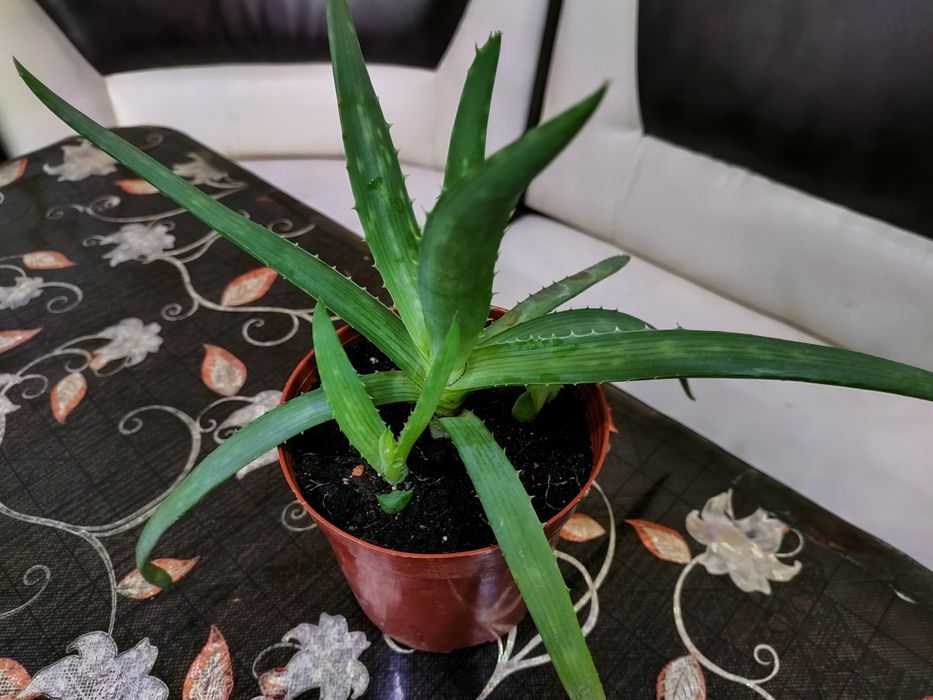 лечебное каланхоэ, алоэ. доставка