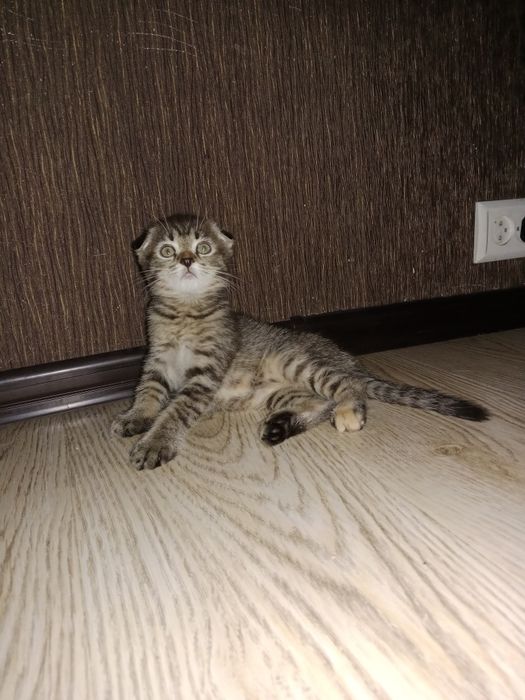 Девочка Табби черепаховая подросшая