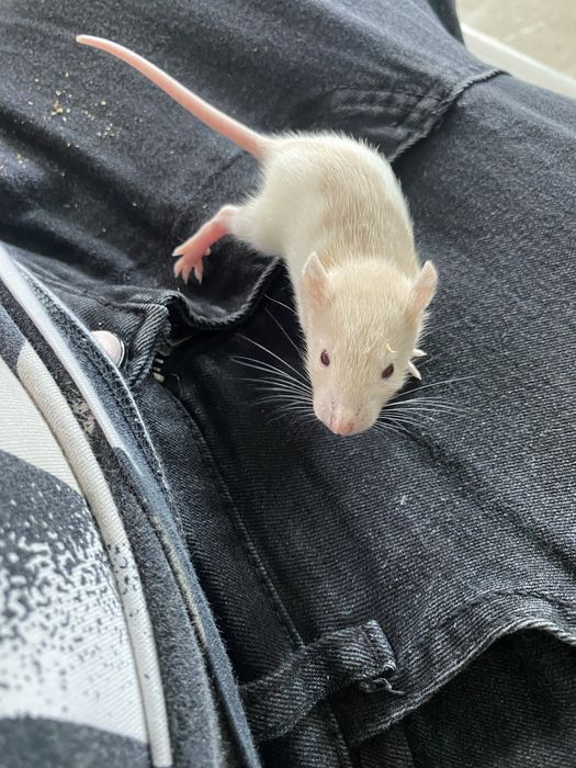 Vand sobolani dumbo de companie