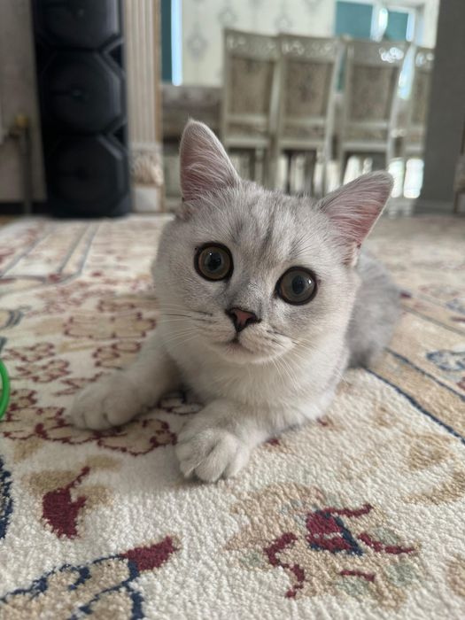 продам кота британ