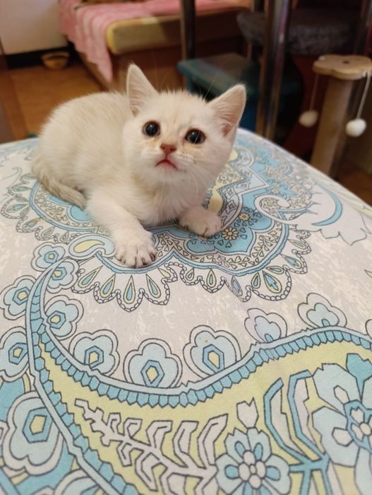 Шотландский котенок