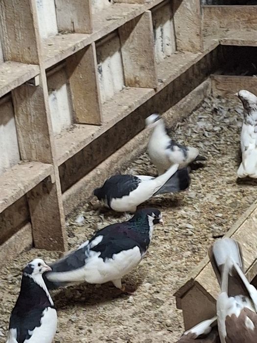 Пазарджишки високолетачи гълаби