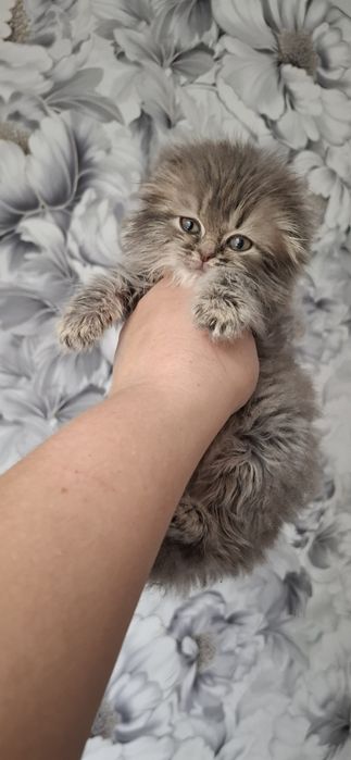 Котёнок Кузя вислоушка