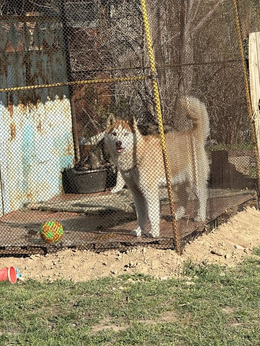 Хаский 8/9 айлык