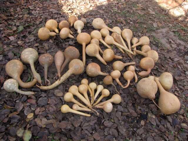 Тыква декоративная, лагенария.