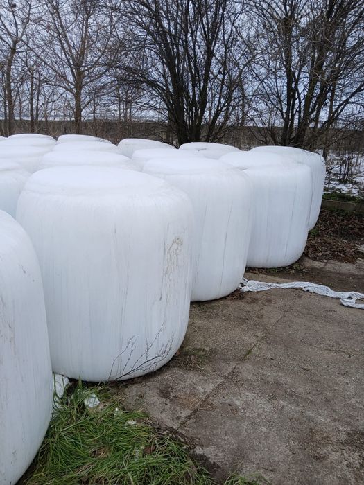 baloti siloz de porumb productia 2025 mancare ieftina pt oi