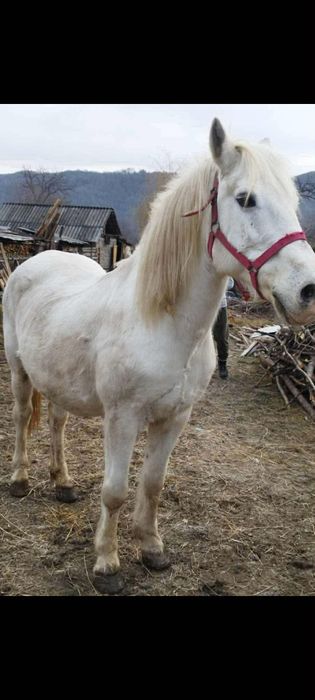 Vând cal castrat foarte cuminte și înțelegător, în vârstă de 9 ani. Of