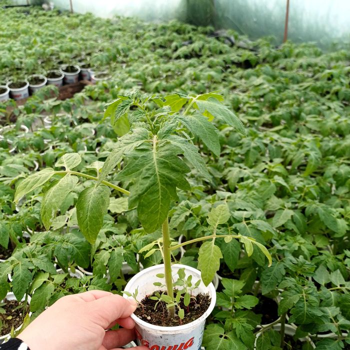 Продаваме Разсад- Домати