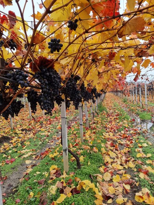 Struguri pentru vin,țuică,suc,oțet,etc