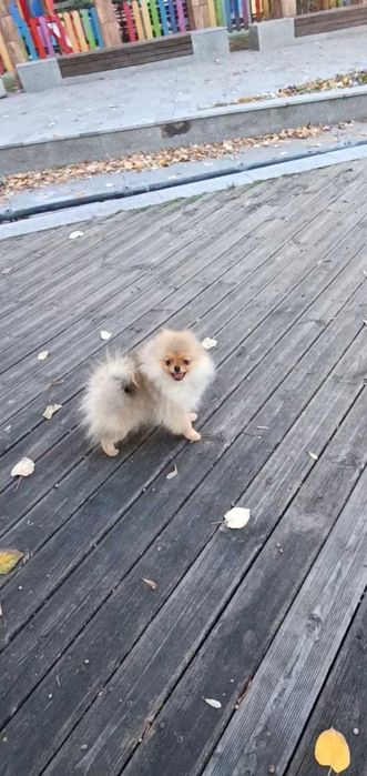 Померан Момичета с Родословие FCI