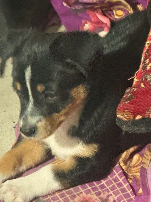 Продаются щенки ксоло