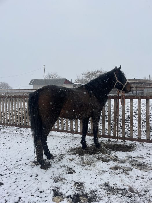 Айғыр сатылады 7 де