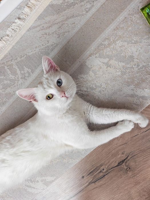 Отдам кота в добрые руки