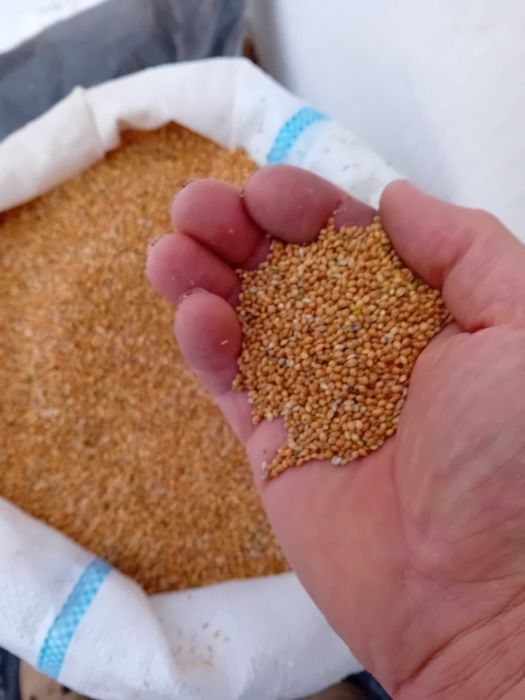 vind Porumb Stuleti Pret 0 60, Lei,Recolta 2005 Foarte bine uscati.