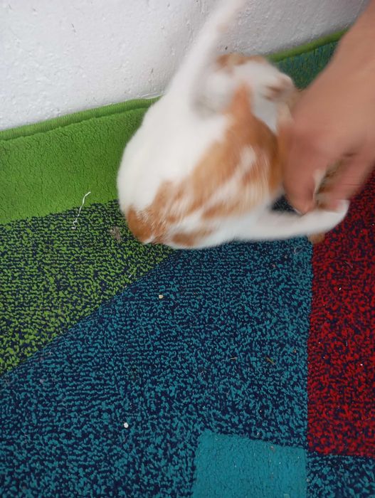 Donație pisici, adopție