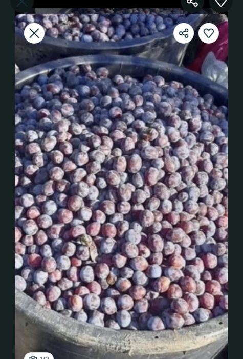 PRUNE pt țuica aromata si tare