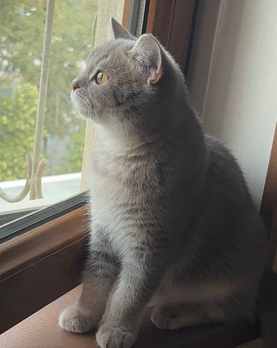 Британская кошка