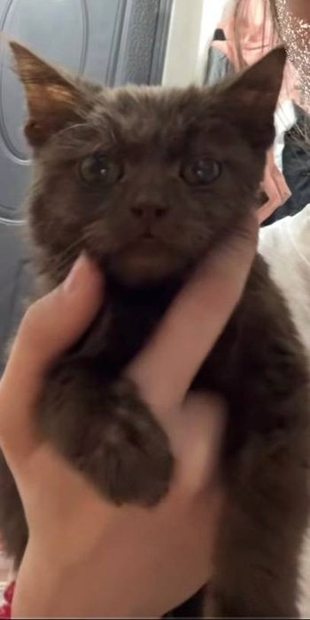 Отдам котеночка в добрые руки