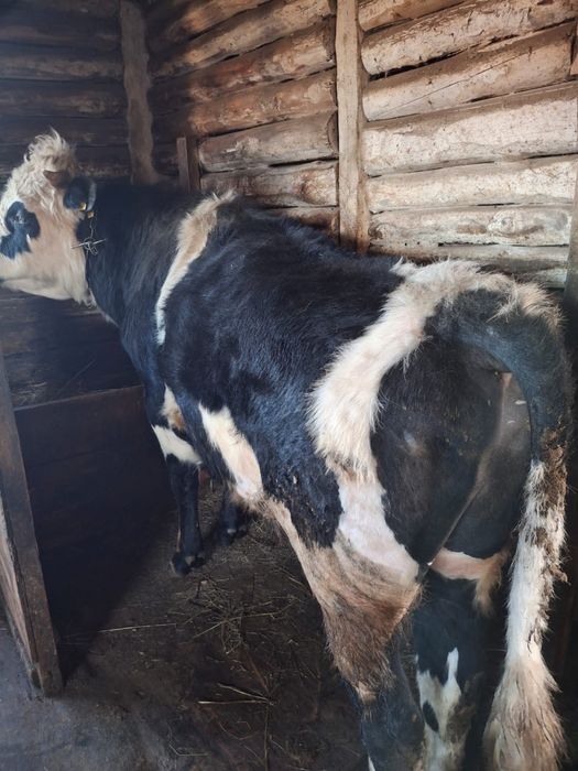 Продам быка Бишкуль