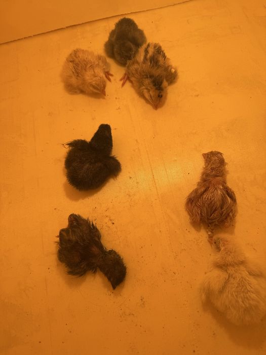 Продам цыплят пишите на вацап