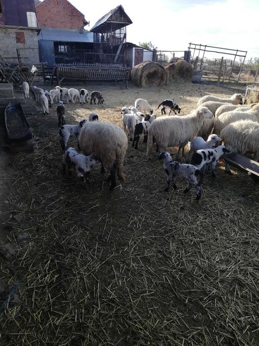 Ovine de vanzare