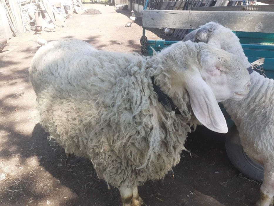 Berbeci/oi din stabulatie - vanzare in viu