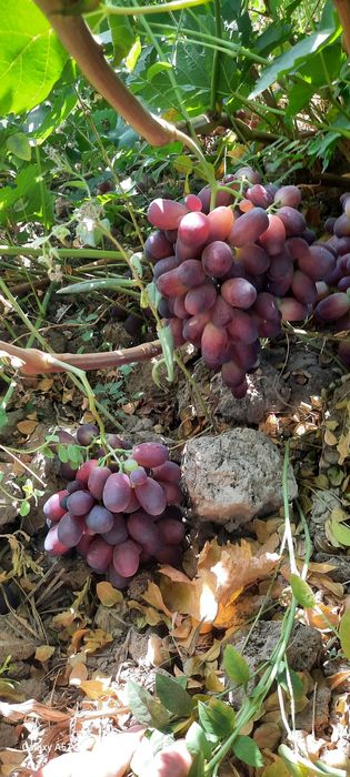 Uzum ko'chatlari sotiladi