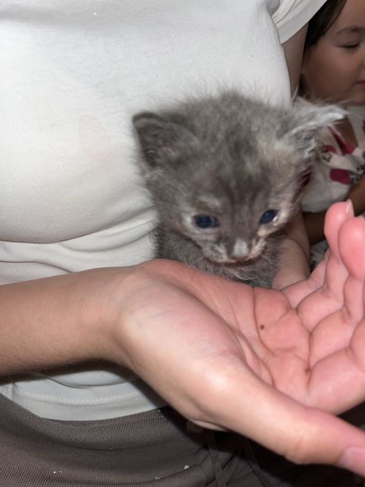 Котята маленькие