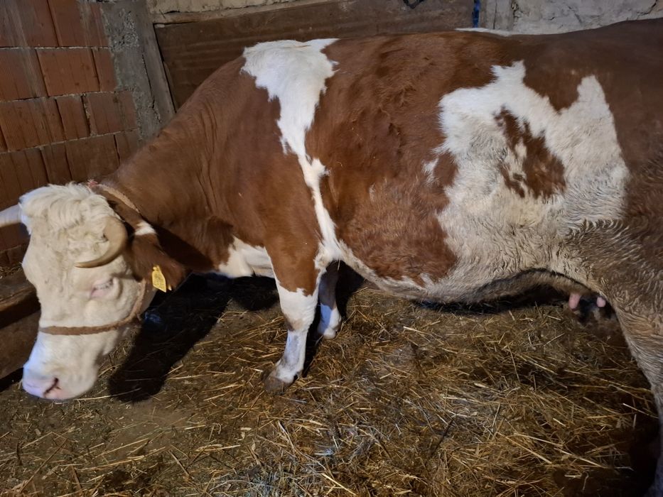 Vând două vaci gestante