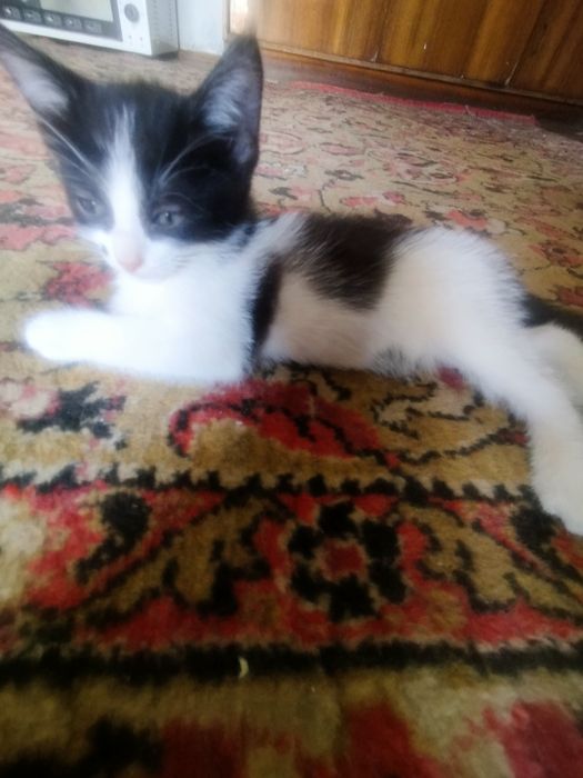 Mushuklar Hadyaa