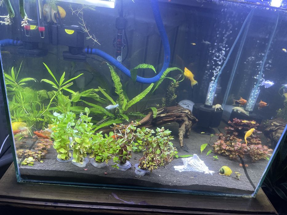 Аквариум на ваш вкус и цвет