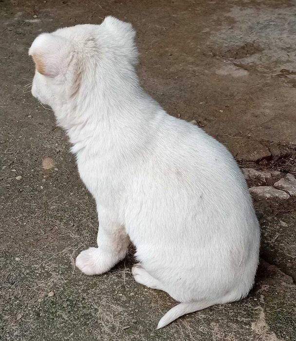Кученца за подаряване.