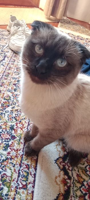 Fold mushuk ogil bola