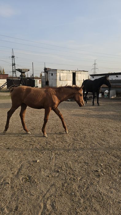Продам жеребят полуторагодовалых