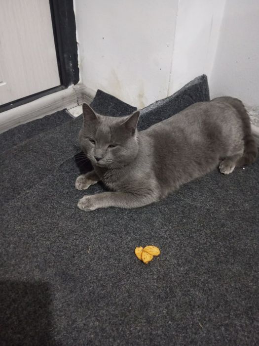 Mushuk kafolati bilan