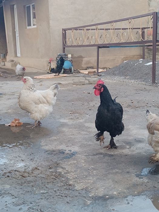 Тауықтар сатлады