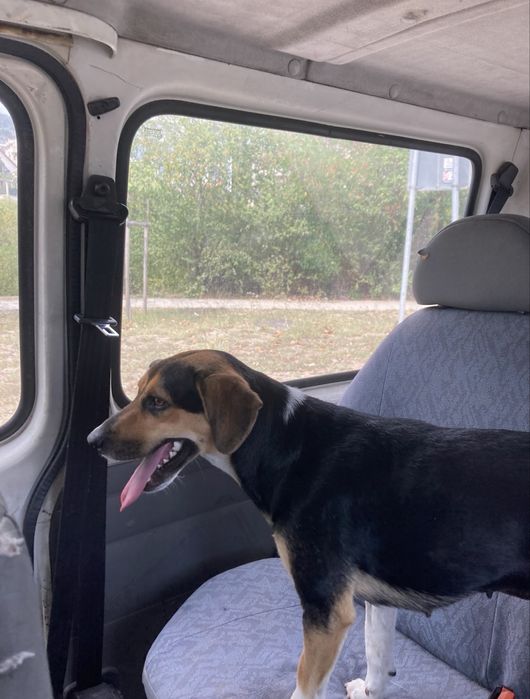 СПЕШНО - куче в нужда от дом