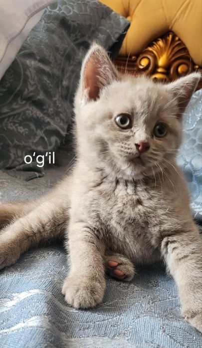 Милые котята ищут любящий дом