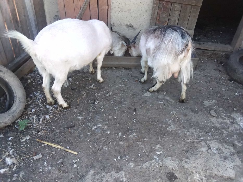 Vând 2 capre și 2 iedite