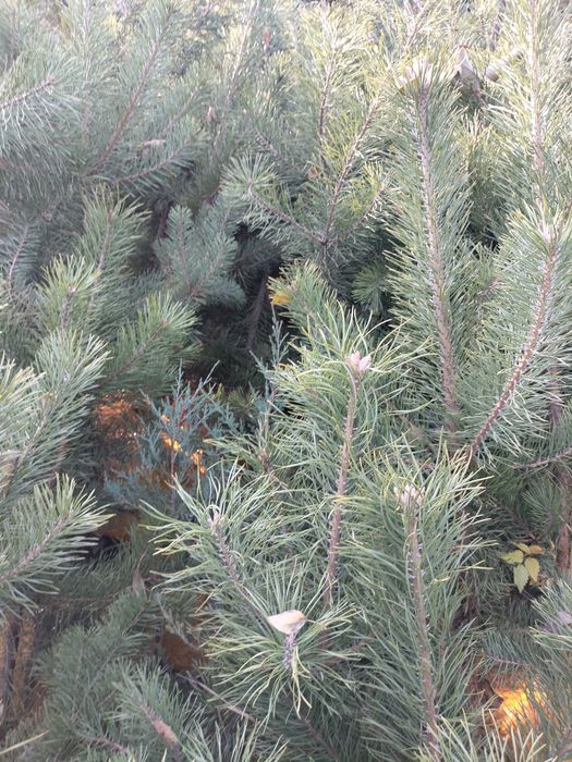 Сосна Обыкновенная