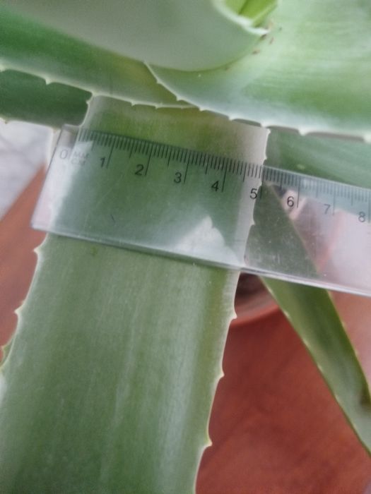 Алоэ вера (5 лет)