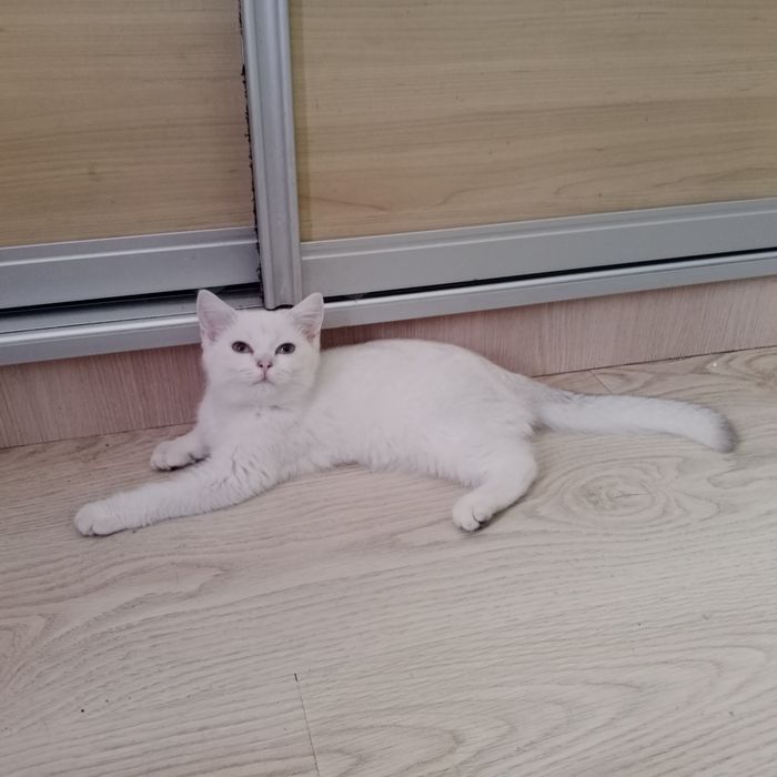 Роскошные Шотланские котята