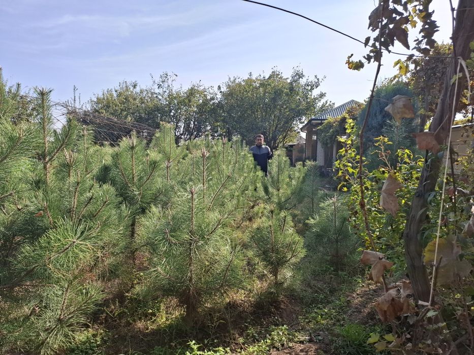 Qrim sosna, 1,5-2 metr