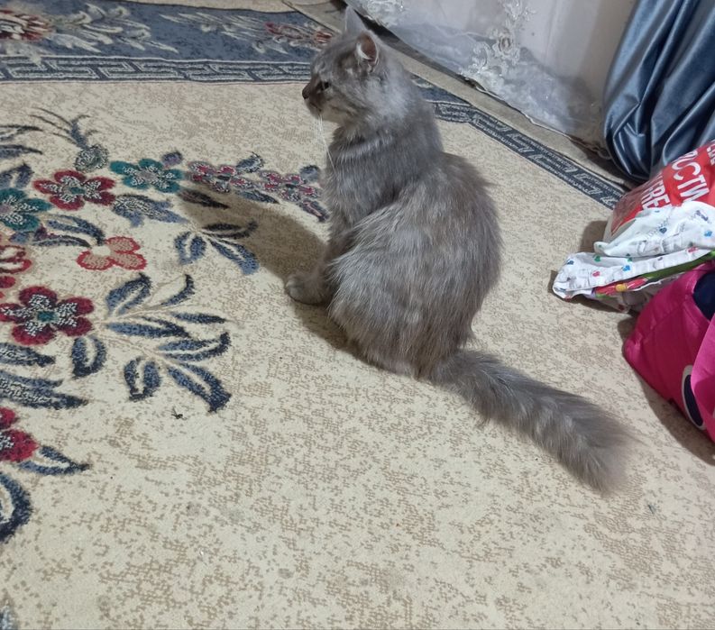 Британский длиношерстый кот