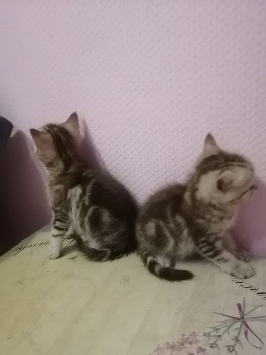 Шотландские котята