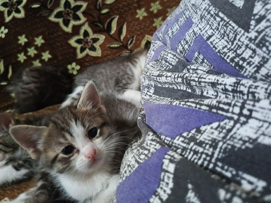 Отдам котят в добрые руки!